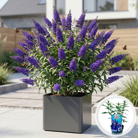 Liliac - buddleja-davidii-summer-kids-blue-arbust-fluturi-pitic-pepiniera-sibiu