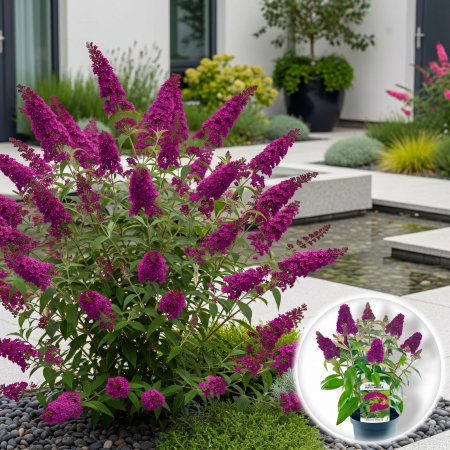 Liliac - buddleja-davidii-royal-red-liliac-vara-pepiniera-sibiu