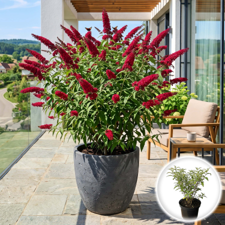 Liliac - buddleja-davidii-royal-red-liliac-vara-pepiniera-sibiu