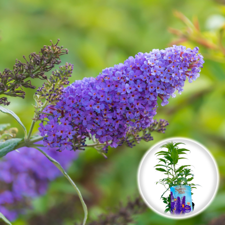 Liliac - Liliac de Vara - Violet