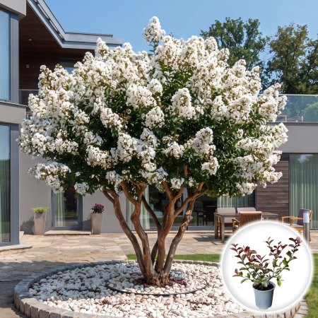 Plante Decorative - lagerstroemia-indica-natchez-liliac-indian-flori-albe-pepiniera-sibiu