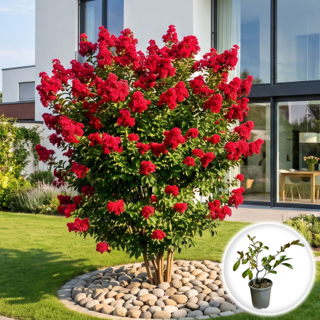 Lagerstroemia indica (Liliac Indian) - lagerstroemia-indica-red-imperator-liliac-indian-rosu-pepiniera-sibiu