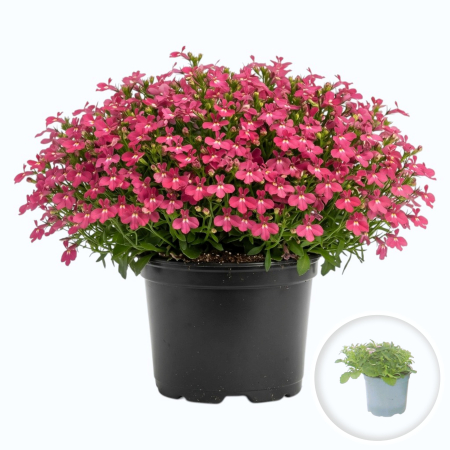 Flori Gradina si Balcon - Lobelia Riviera Rose flori roz mici ghiveci Pepiniera Sibiu