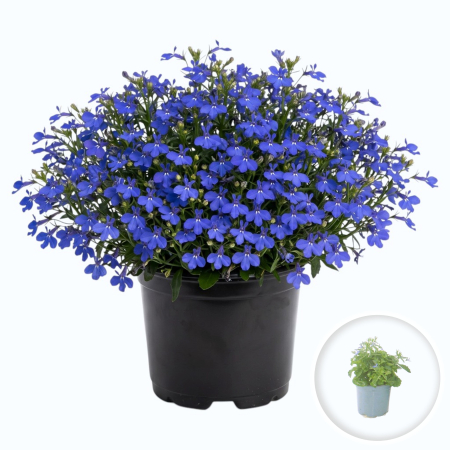 Flori Gradina si Balcon - Lobelia Sweet Springs Blue flori albastre intense ghiveci Pepiniera Sibiu
