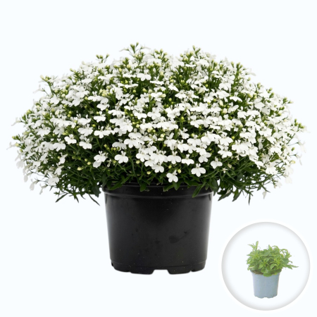 Flori Gradina si Balcon - Lobelia Sweet Springs White flori albe ghiveci Pepiniera Sibiu