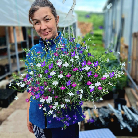 Flori Gradina si Balcon - Lobelia Mix - C3-Agatator