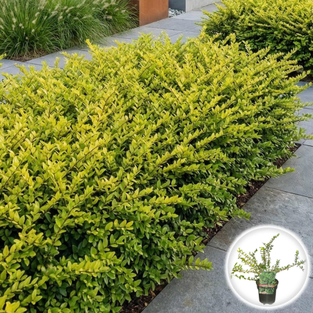 Caprifoi - lonicera-nitida-elegant-pepiniera-sibiu