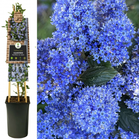 Plante Decorative - Liliac Californian - 75cm+
