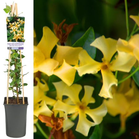 Plante Decorative - Iasomie Stelata - Galbena - 75cm+