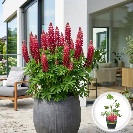 Bulbi de Lupinus - lupinus-my-castle-lupin-rosu-pepiniera-sibiu