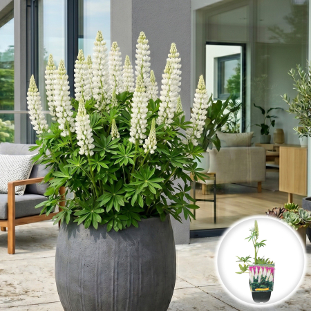 Bulbi de Lupinus - lupinus-noble-maiden-lupin-alb-peren-pepiniera-sibiu