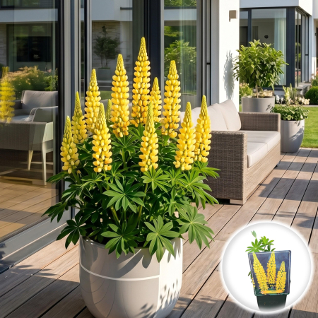 Bulbi de Lupinus - lupinus-the-chandelier-lupin-galben-perena-pepiniera-sibiu