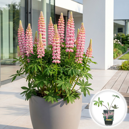 Bulbi de Lupinus - lupinus-the-chatelaine-lupin-roz-peren-pepiniera-sibiu