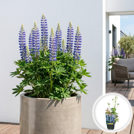 Bulbi de Lupinus - lupinus-the-governor-lupin-peren-bicolor-pepiniera-sibiu