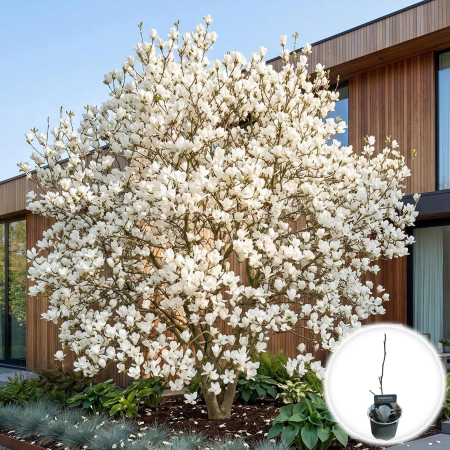 Magnolia - magnolia-alba-superba-35cm-ghiveci-pepiniera-sibiu