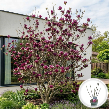 Magnolia - magnolia-liliiflora-nigra-arbust-flori-purpurii-pepiniera-sibiu