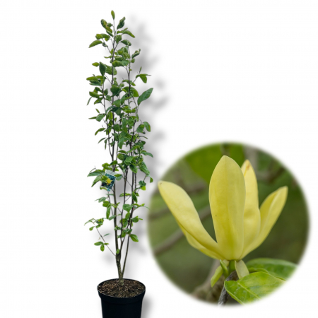 Magnolia - Magnolia Galbena 170cm+ (10L)