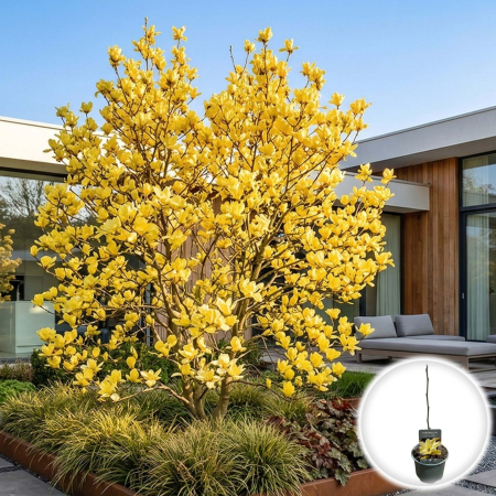 Magnolia - magnolia-sunburst-galbena-arbore-ornamental-pepiniera-sibiu