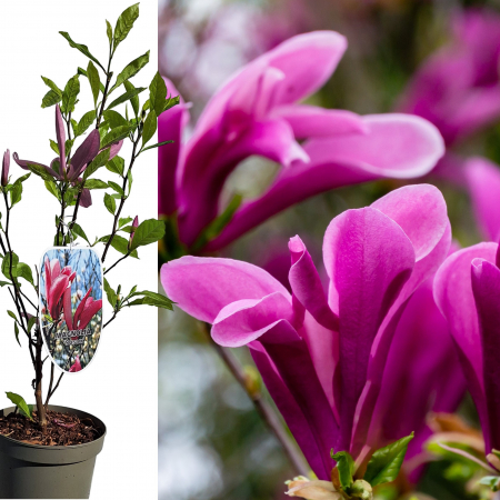 Magnolia - Magnolia Susan 50cm+ (5L)