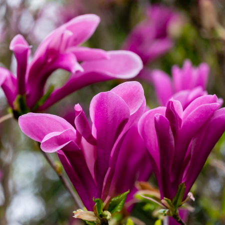 Magnolia Susan 50cm+ (5L) [2]