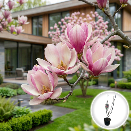 Magnolia - Magnolia Soulangeana 120cm Arbust Ramificat Ghiveci 5L Pepiniera Sibiu