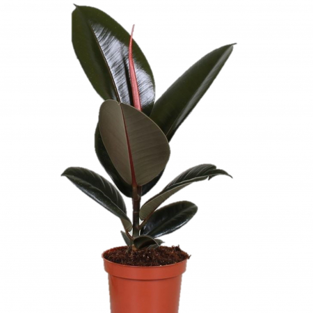 Ficus E. Abidjan - 50cm+ [1]