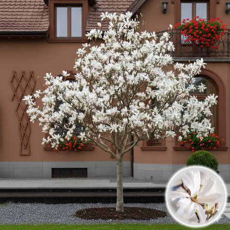 Magnolia - MAGNOLIA Kobus 80-100cm (2L)