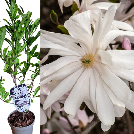 Magnolia - Magnolia WaterLily 60cm+ (3L)