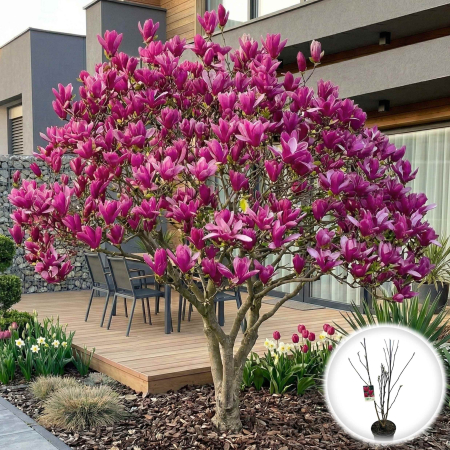 magnolia-susan-mov-purpuriu-ghiveci-19cm-pepiniera-sibiu [0]