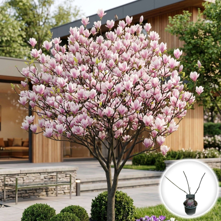 Magnolia - magnolia-soulangeana-roz-arbust-ghiveci-pepiniera-sibiu