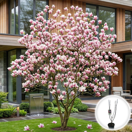 Magnolia - magnolia-soulangeana-roz-70cm-ghiveci-pepiniera-sibiu