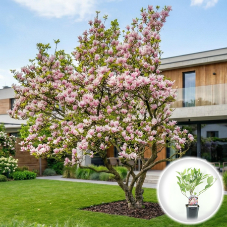 Magnolia - Magnolie Roz Soulangeana 35cm Ramificata Ghiveci Pepiniera Sibiu