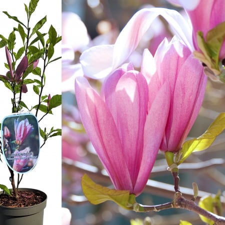 Magnolia - Magnolia George Henry 60cm+ (5L)
