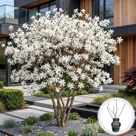 Magnolia - magnolia-stellata-alba-flori-stea-pepiniera-sibiu