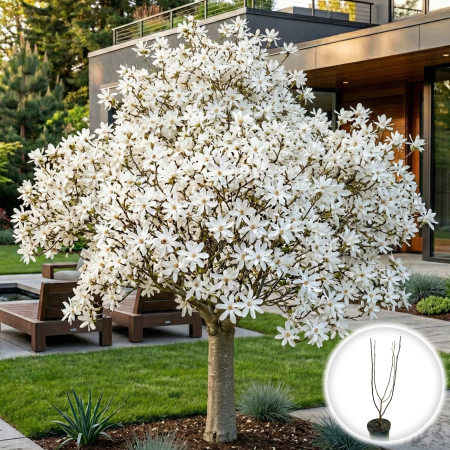 Magnolia - magnolia-stelata-alba-stellata-70cm-pepiniera-sibiu