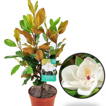 Magnolia - Magnolia Grandiflora 60cm+ (3L)
