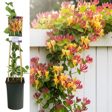 Mana Maicii Domnului - Mana Maicii Domnului 75cm - American Beauty