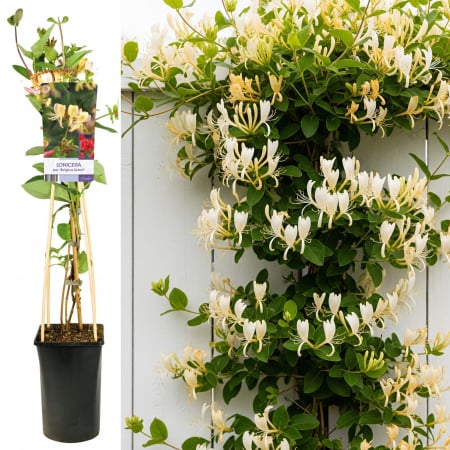 Mana Maicii Domnului - Mana Maicii Domnului 75cm - Belgica