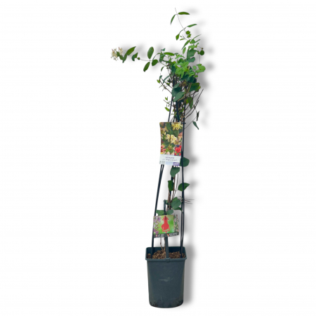 Mana Maicii Domnului (120cm+) - Belgica [1]