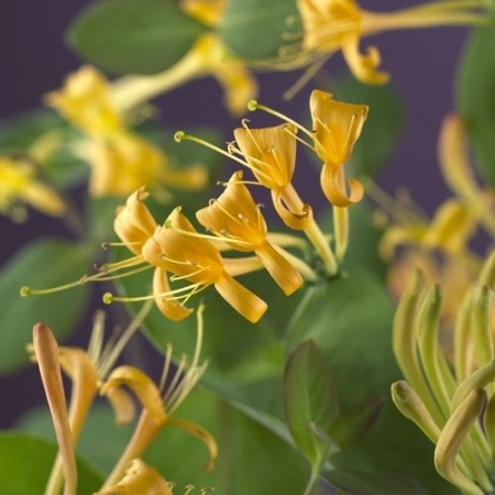 Mana Maicii Domnului 75cm - Mandarin [2]