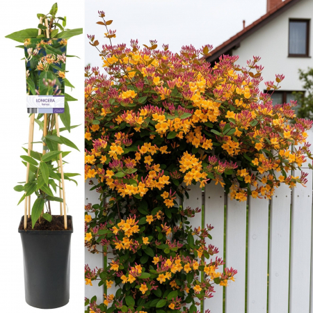 Mana Maicii Domnului - Mana Maicii Domnului 75cm - Henryi