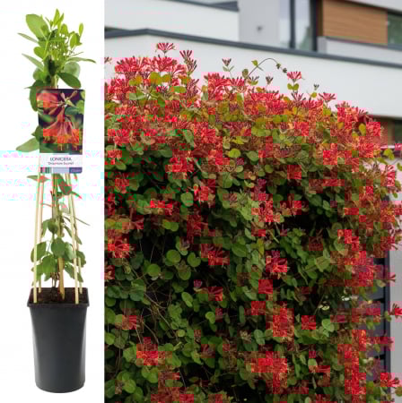 Mana Maicii Domnului - Mana Maicii Domnului 75cm - Scarlet