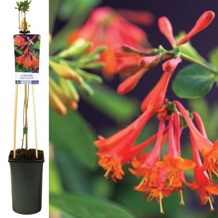 Mana Maicii Domnului 75cm - Scarlet [1]