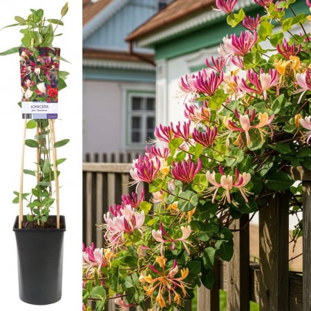 Mana Maicii Domnului - Mana Maicii Domnului 75cm - Serotina