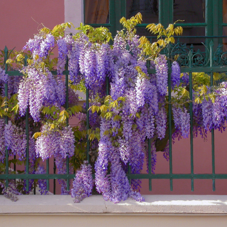 Wisteria MOV Sinensis - 75cm+ [1]