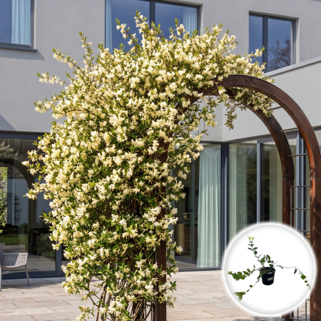 Mana Maicii Domnului - lonicera-fragrantissima-caprifoi-de-iarna-pepiniera-sibiu