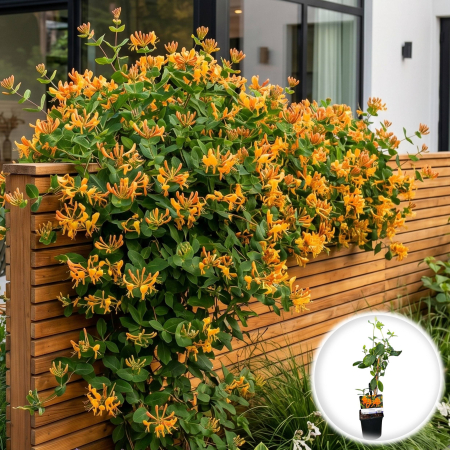 Mana Maicii Domnului - lonicera-tellmanniana-caprifoi-auriu-cataratoare-pepiniera-sibiu