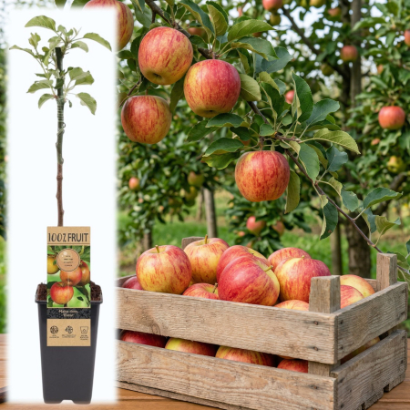 Fructifere - malus-domestica-elstar-pom-fructifer-pepiniera-sibiu