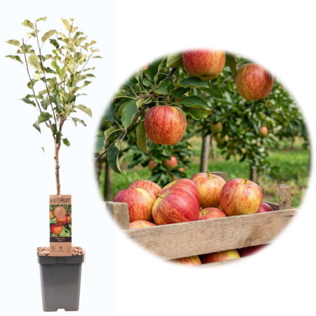 Măr - Malus domestica - malus-domestica-elstar-pom-fructifer-pepiniera-sibiu