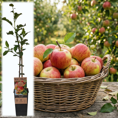 Fructifere - malus-domestica-jonagold-puiet-ghiveci-pepiniera-sibiu